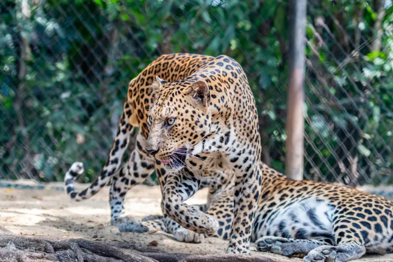 Rushing the Jungle: Why Playing Faster at an Online Casino Is Quietly Costing You