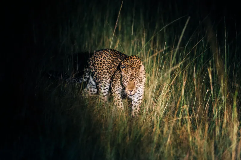 Wired for the Long Shot: Why Aussie Players Keep Chasing the Jungle's Hardest Hunts